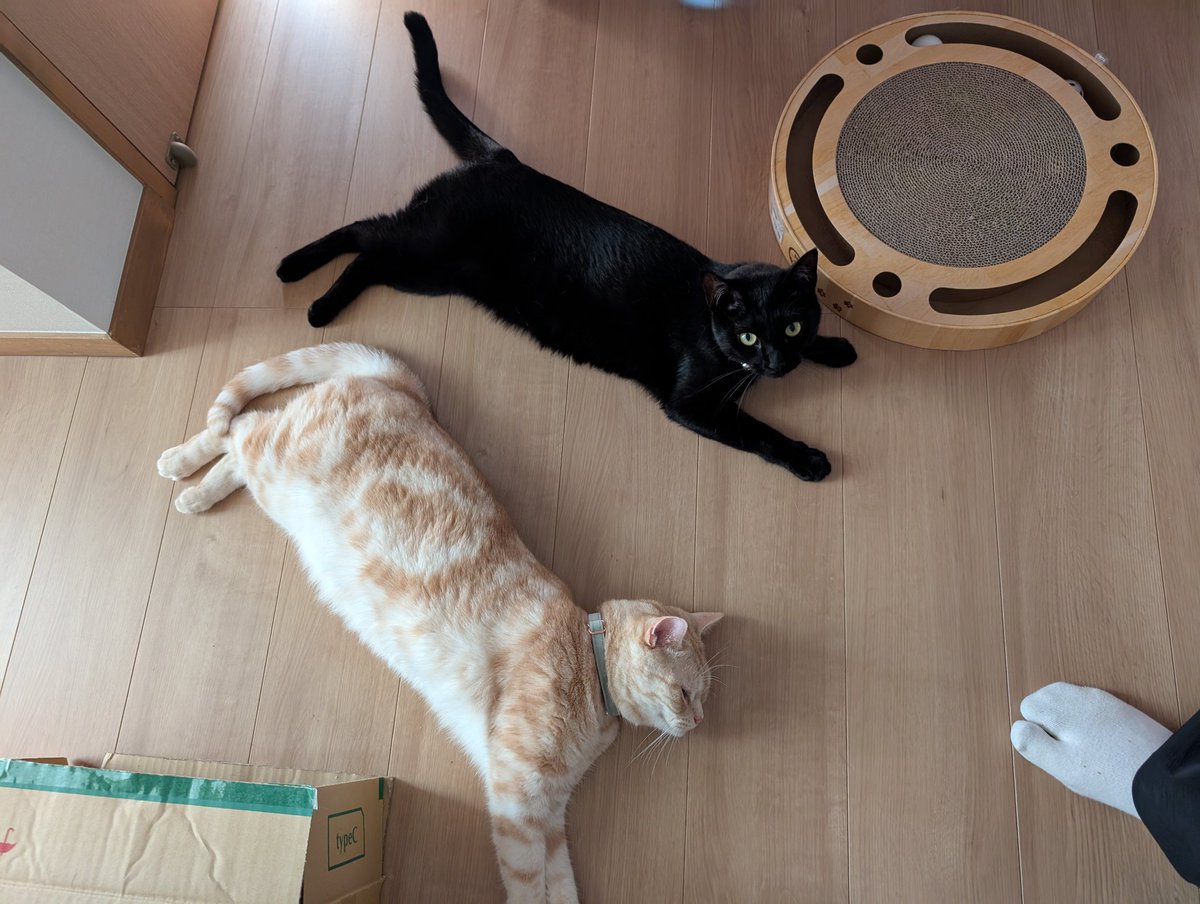 んー暑いですね😅
皆さん熱中症にはお気をつけください

みんな伸びてる🐾
冨士山稲荷神社の夏祭り🎋
7月7日の夜が、花火の奉納になります🎆