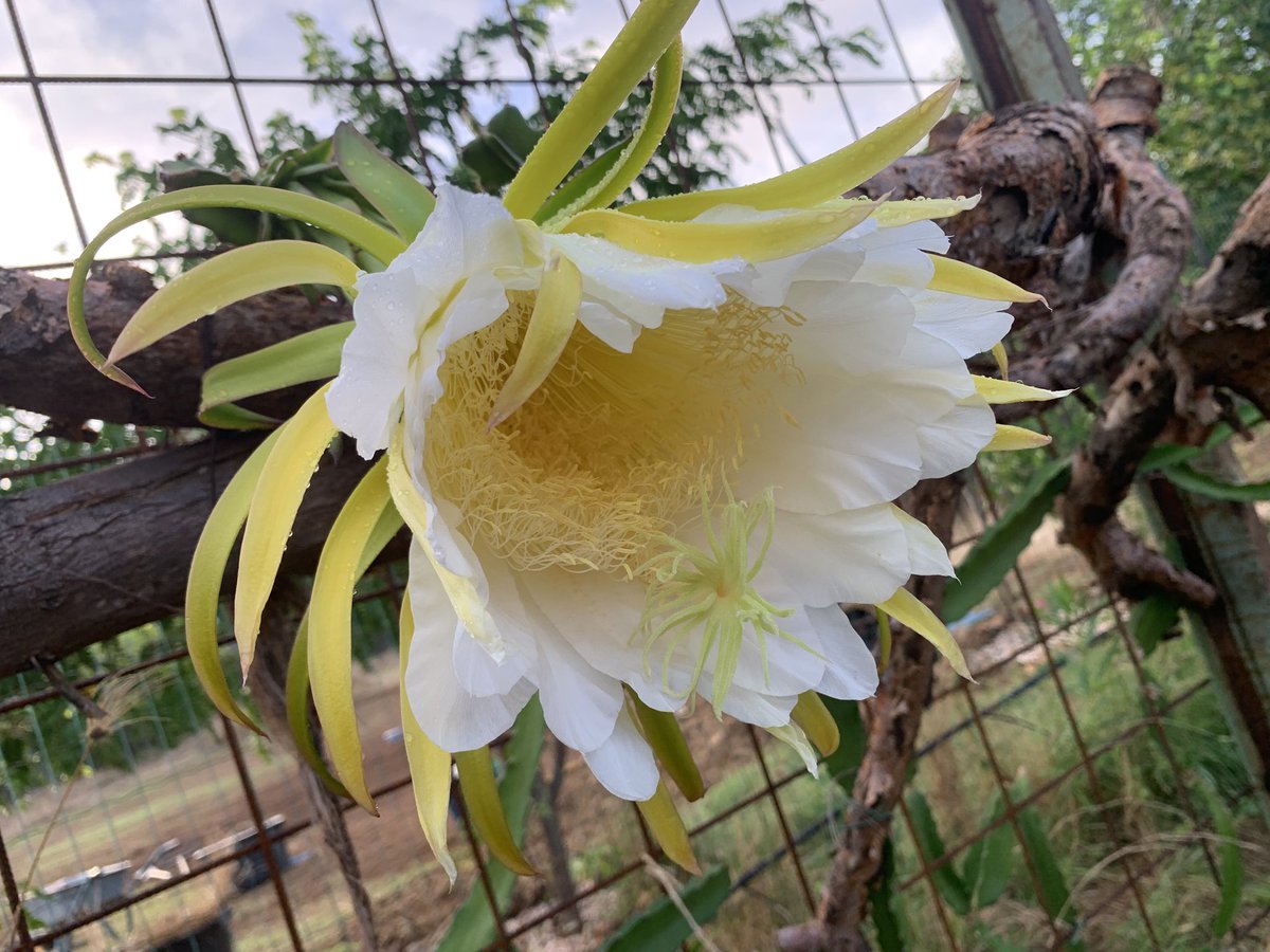 Ik stond vanochtend even verrast ‘met zonder’ woorden! De #Dragonfruit in de tuin die ik vorig jaar heb gestekt en geplant staat in bloei. De bloemen zijn zo groot als mn hand. Het is nu te hopen dat de vleermuizen hun werk goed hebben gedaan! #Bonaire #Kexit