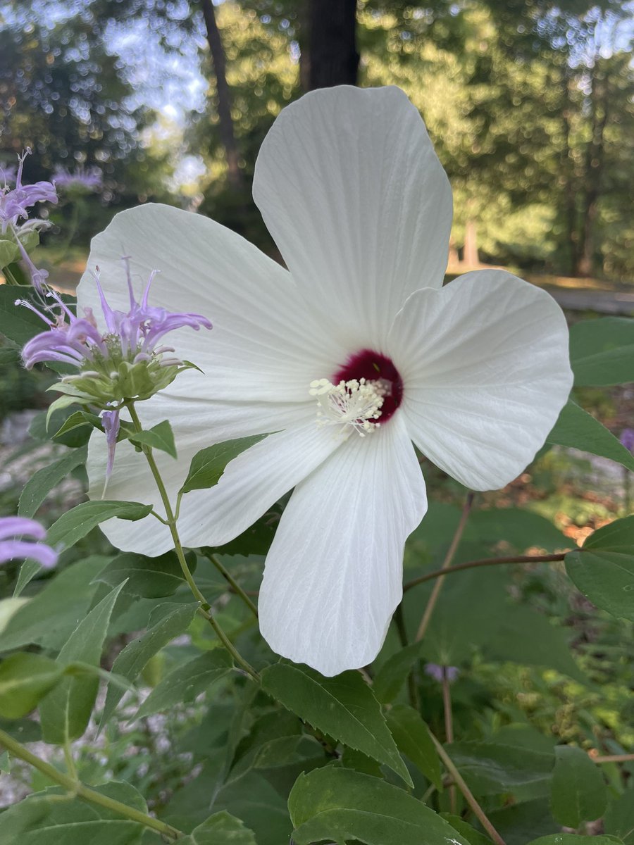 arwenmccain's tweet image. The first bloom with many more about to open! I’ve been waiting for this moment for 4 years! Did you know the east coast has a native hibiscus? It’s a stunner! 😍 This is Crimson-eyed Rose Mallow, otherwise known as Hibiscus moscheutos! 🌺 #nativeplants #ncnativeplants