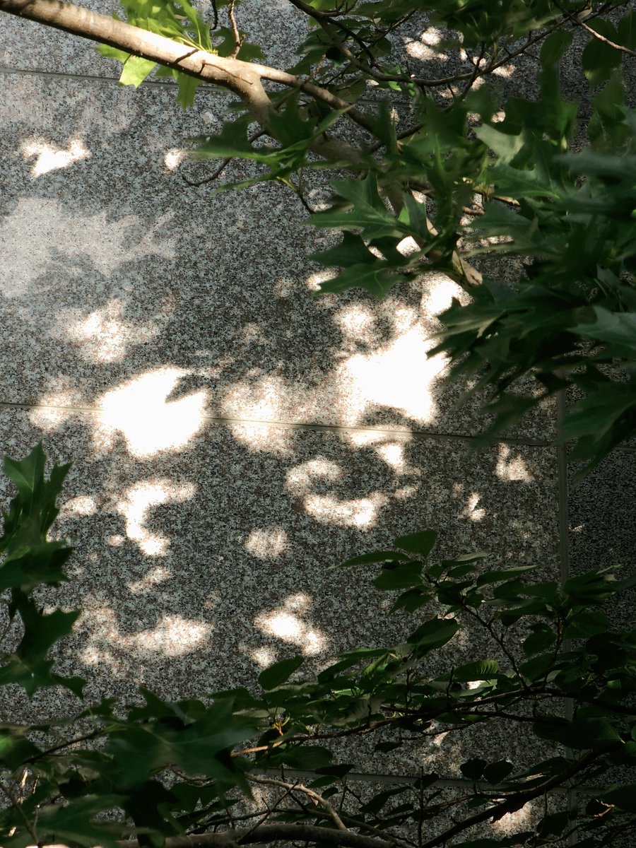 유월의 마지막 그림자 수집