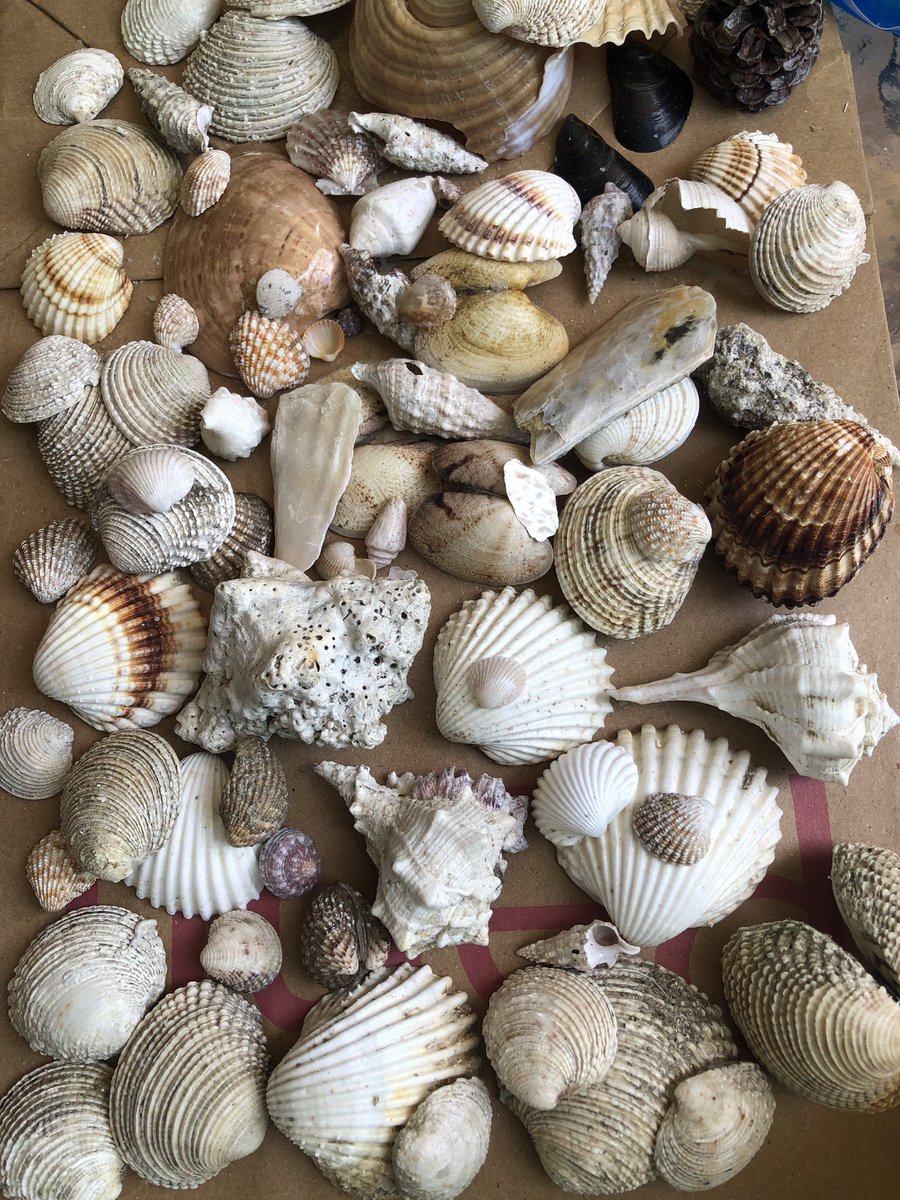 smiledimple369's tweet photo. Pazartesi 🐚 
Legolar Cilalandııı ✨😌🫶🦀 
#seashel https://t.co/WNMyAb0XYW