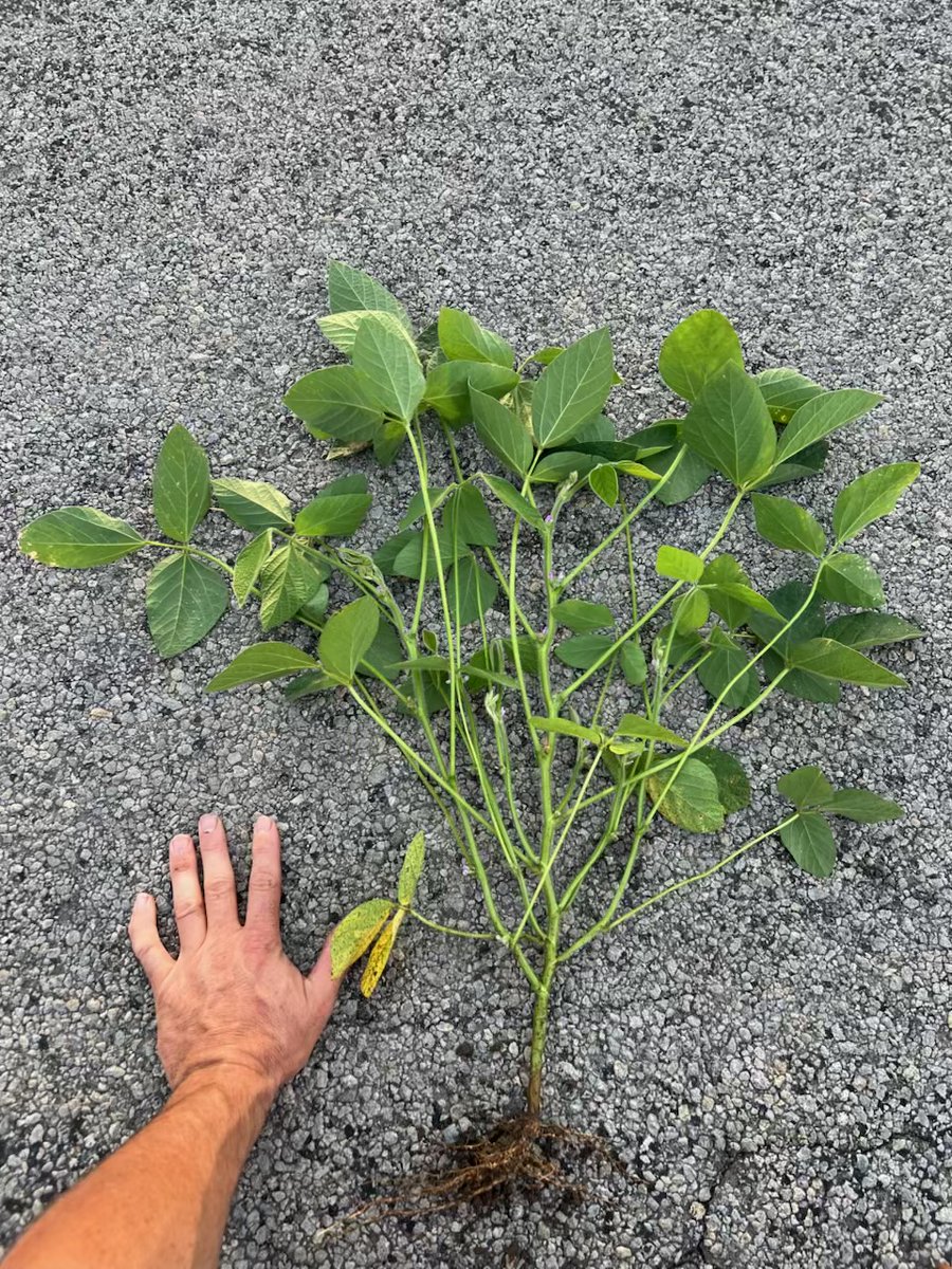 seedgenetics's tweet image. ET-3729's are looking beautiful in Clinton county, Ohio!
