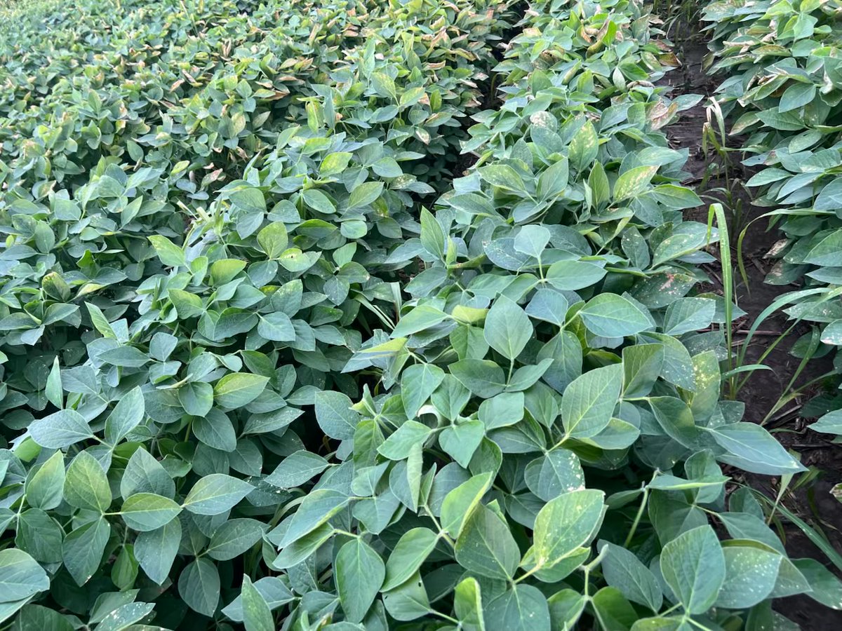 seedgenetics's tweet image. ET-3729's are looking beautiful in Clinton county, Ohio!