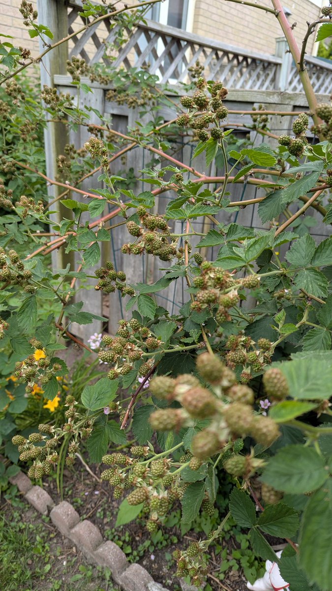 Blackberry season here at Estate de Cooper