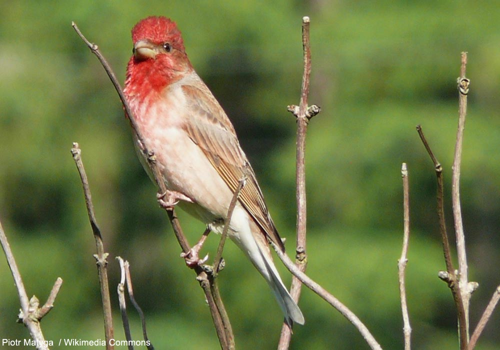 Ornithomedia's tweet image. Un nombre record de territoires de Roselins cramoisis a été recensé en Suisse en 2023 ➡️ Cliquez sur ce lien pour en savoir plus : ornithomedia.com/breves/un-nomb… #oiseaux #birds #ornithologie #ornithomedia #ornithology