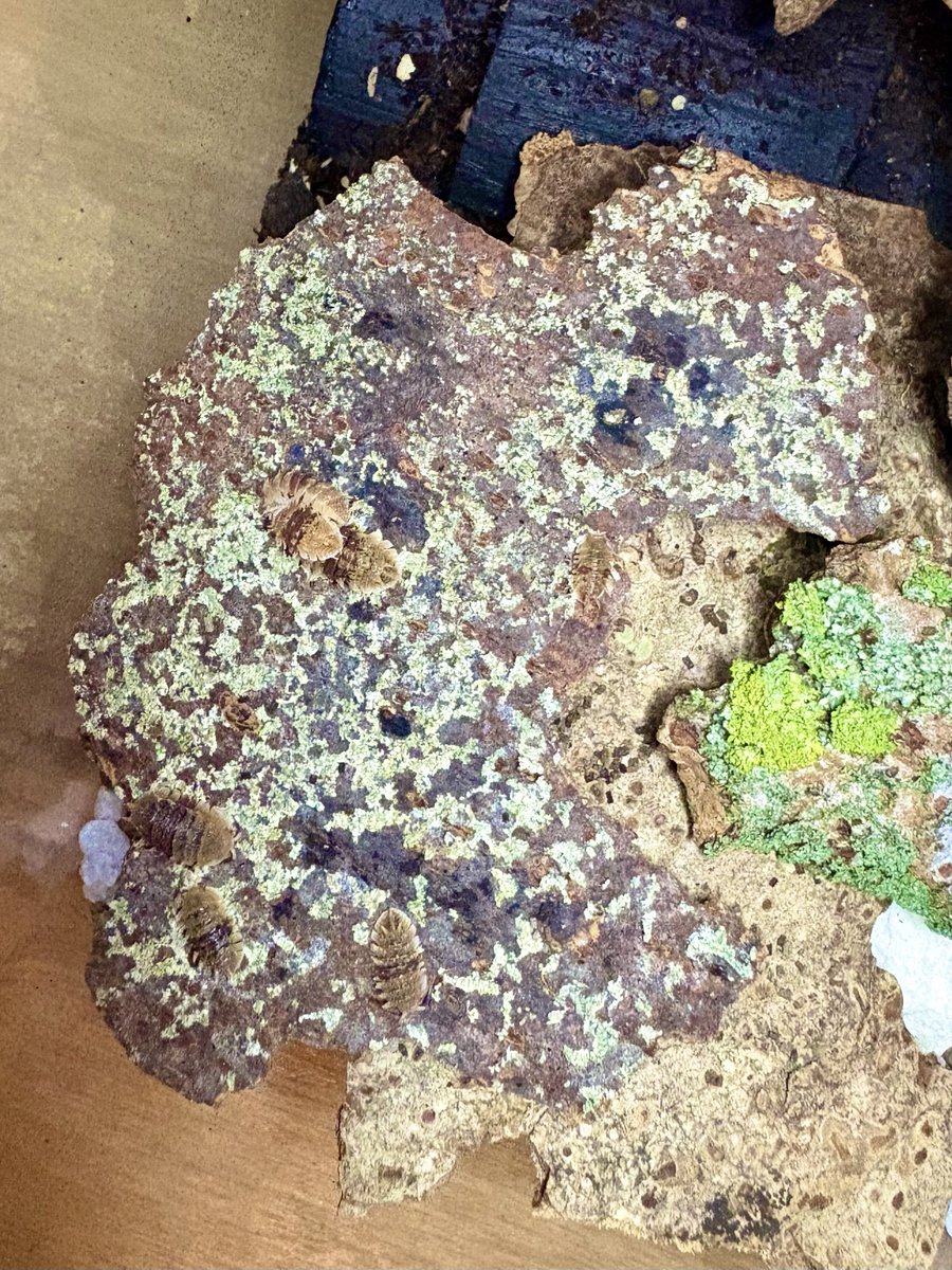 この地衣類が5日でここまで減るからスピノサス系は地衣類がマスト（生息環境から見ても）
3P中お邪魔しました。