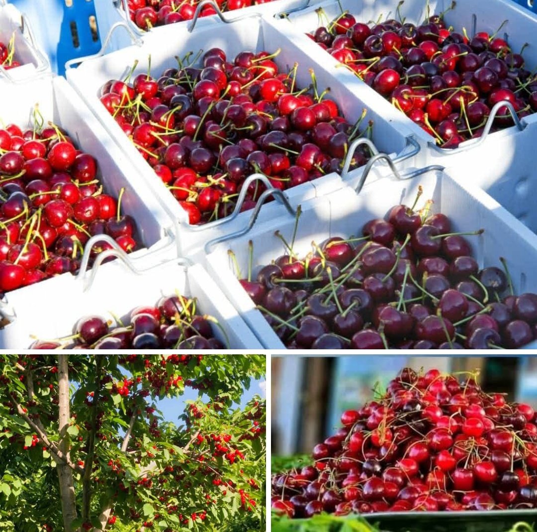 له پنجشېر ولایت څخه ۵۰ ټنه خوندور ګیلاس د صادراتو په هدف هند ته ولېږدول شول❤👍