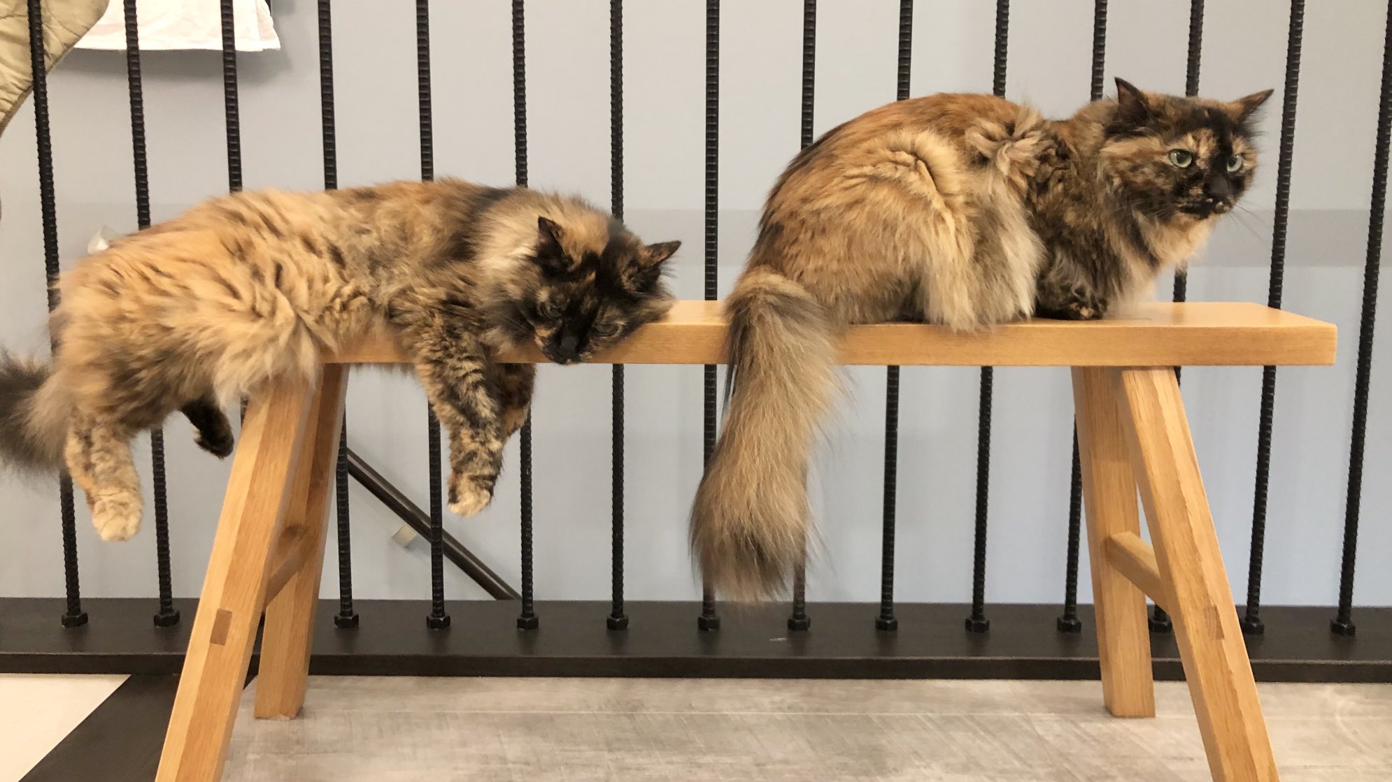 サビ猫大好き！ | Facebook