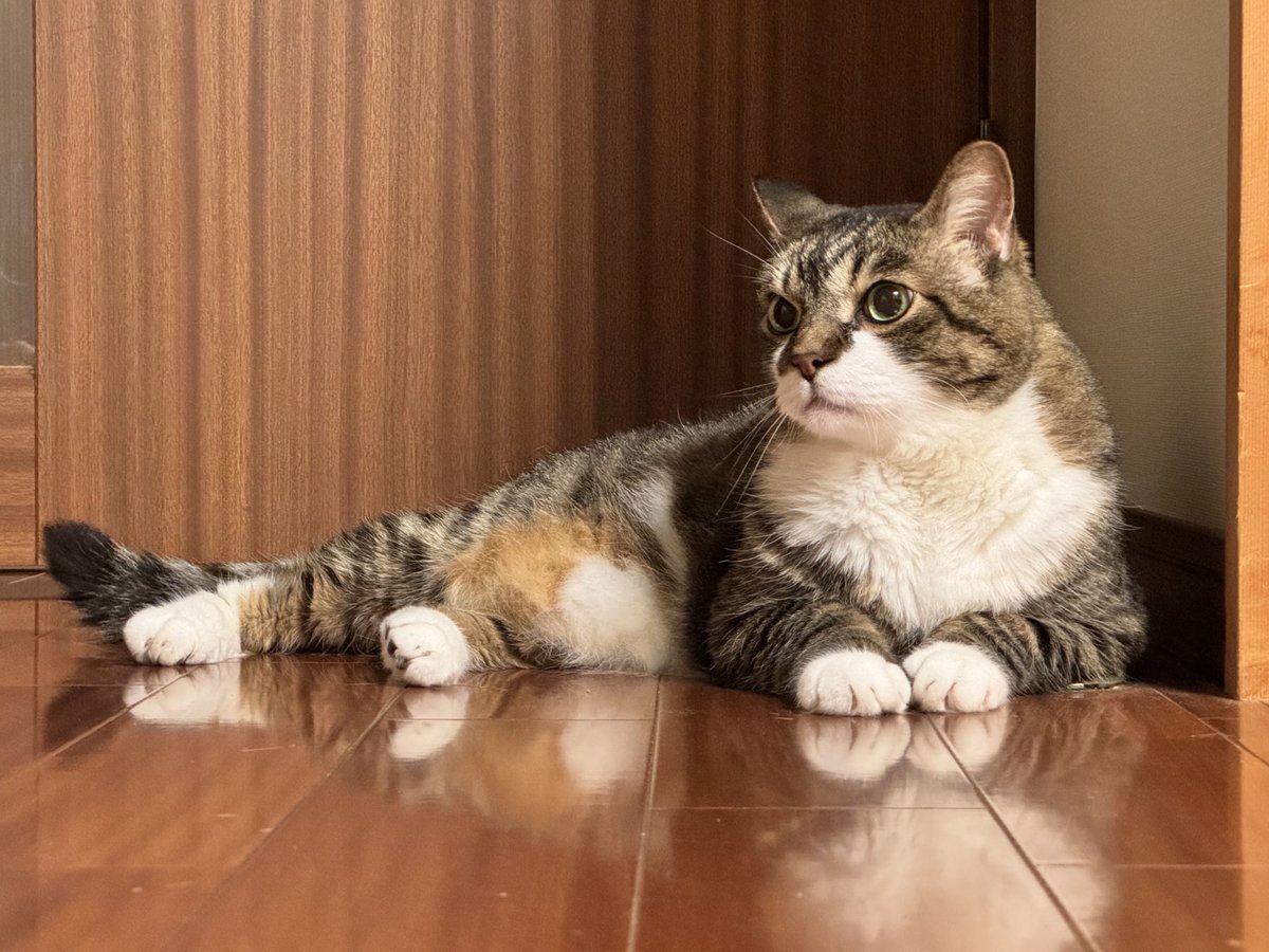 ぽんちょタイム待ちぼうけにゃお⏰