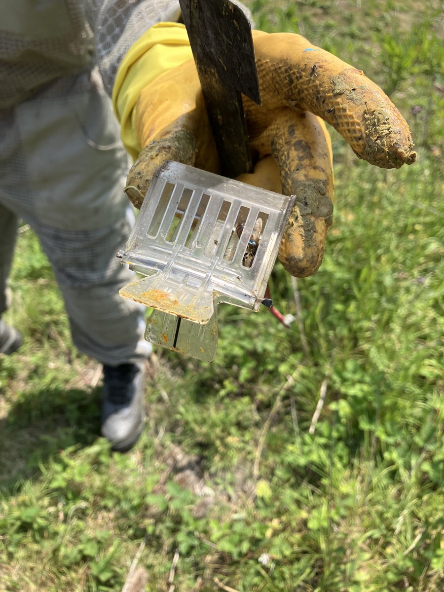 Senior Architectural Systems (@senior_systems) on Twitter photo A bee-utiful sight. 🍯
We now have a total of 14 hives and an estimated 250,000 bees at our Rotherham hive! The male bees are getting ready to hatch and we’ve even caught a glimpse of our queen bee.
 Honey is well on its way and our team has even had an early taste! A bee-utiful sight. 🍯
We now have a total of 14 hives and an estimated 250,000 bees at our Rotherham hive! The male bees are getting ready to hatch and we’ve even caught a glimpse of our queen bee.
 Honey is well on its way and our team has even had an early taste!