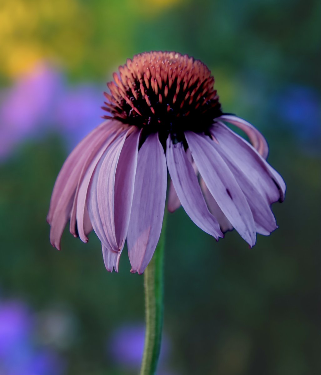 AdmiredArt tweet media