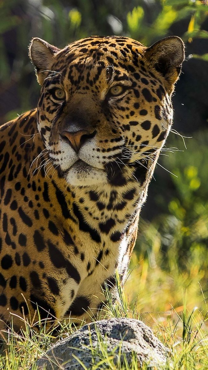 animalsonx's tweet photo. https://t.co/kBtDfwf4G7