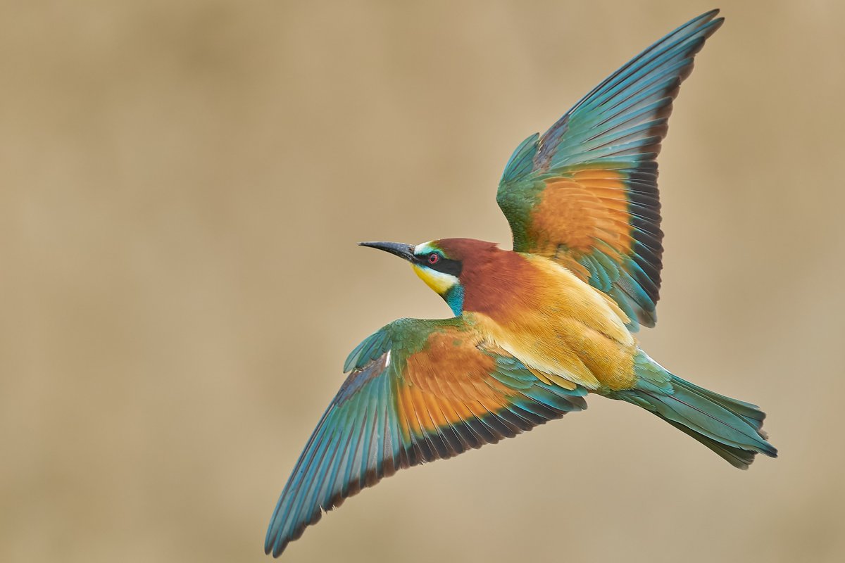 Birdingplaces.com is the free online guide to birding. More than 9000 bird watching sites are described in detail by local birders. Each day new areas are added. A free resource made by and for birders. Use it, share it, and enjoy it!  #EnjoyandProtect