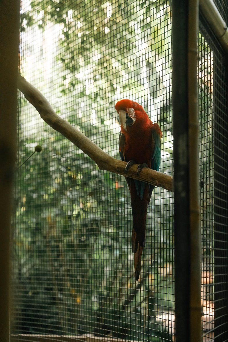🦜 Meet Rainbow, our #GreenWingedMacaw — bold, brilliant &amp; very clever.
She can crack Brazil nuts with ease, live for 60+ years, and help rainforests grow by spreading seeds 🌱
Just don’t underestimate that beak!
#MeetTheAnimals #ParrotFacts #GrowYourImagination #TyfuEichDychymyg