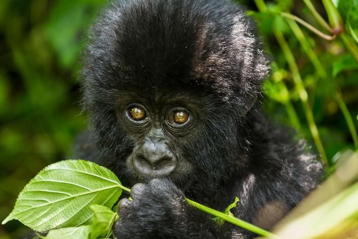 Discover the magic of Bwindi! Home to half the world's mountain gorillas. Trek through lush forests and come face-to-face with these gentle giants. Visit bwindiforestnationalparkuganda.com  and plan your gorilla safari today!   #bwindiforestnationalpark #bwindipark
#bwindinationalpark