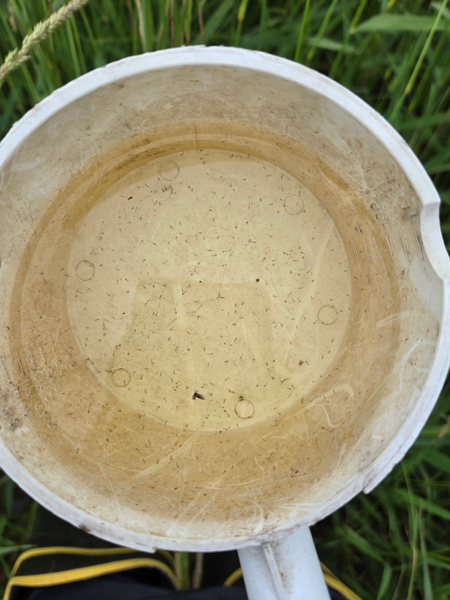 Helicopters will be active today and tomorrow as we attempt to reduce mosquito larvae. This dip from Dakota County on Friday is an example of what we're facing (all of those little specks are mosquito larvae).

Full list of cities with planned treatments: 
mmcd.org/helicopter-act…