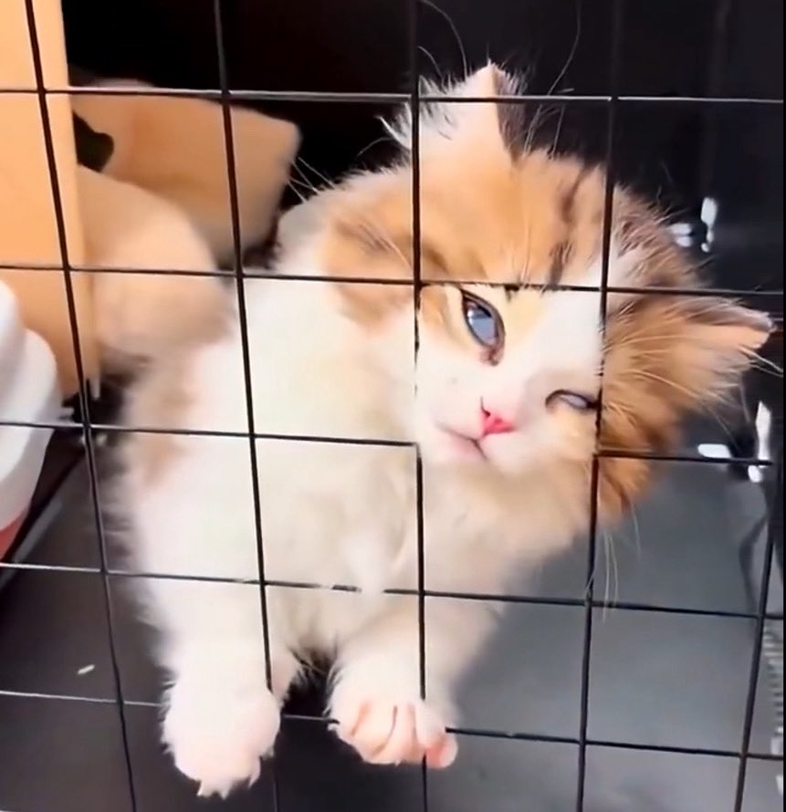 Grev （djenterate era 10^1100yr）「Do protons decay?」 tweet media