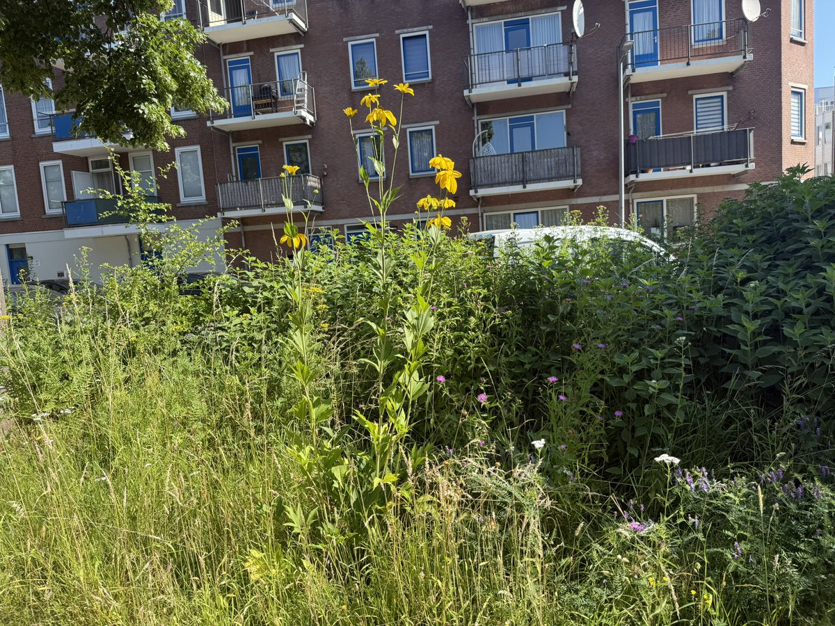 rinibiemans's tweet photo. Een prachtige dag in #park1943 nu valt er weinig te tuinieren in de zomer en met droogte kun je het beter met rust laten. Het is nu vooral het zwerfvuil en de vuilnisbakken. Het park wordt intensief gebruikt. Het enige park in een stenige wijk. #botu #rotterdam #biocrow https://t.co/xDzKzCf7Ai