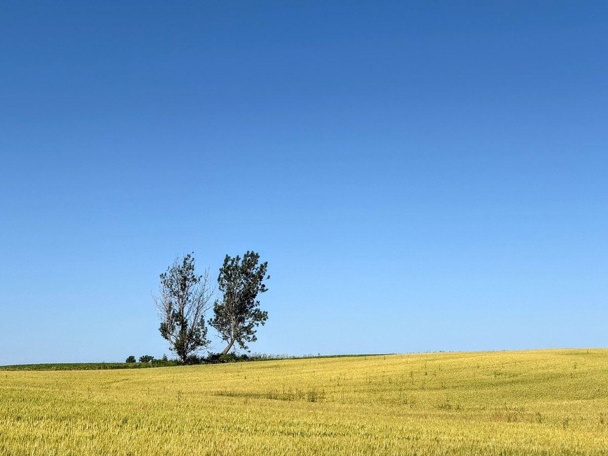 Just north of the big city, a brilliant sun bathes the landscape in oppressive heat and humidity under an intense blue sky. 

The wheat field to my left shimmies slightly in the breeze and sings a gentle song.

So I stop the bike to remember the moment.

#middlesex #canada