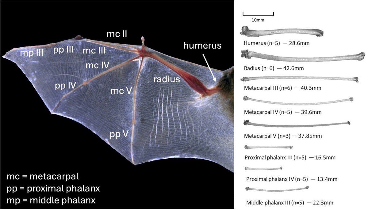 AnatRecord's tweet image. 🦇 Bats' remarkable ability to fly leads to distinctive wing bone properties. Recent study found clear gradient: proximal wing bones stronger, stiffer & more circular—built for torsion— distal bones lighter, more ductile—built for agility.
Ma et al.: anatomypubs.onlinelibrary.wiley.com/doi/10.1002/ar…