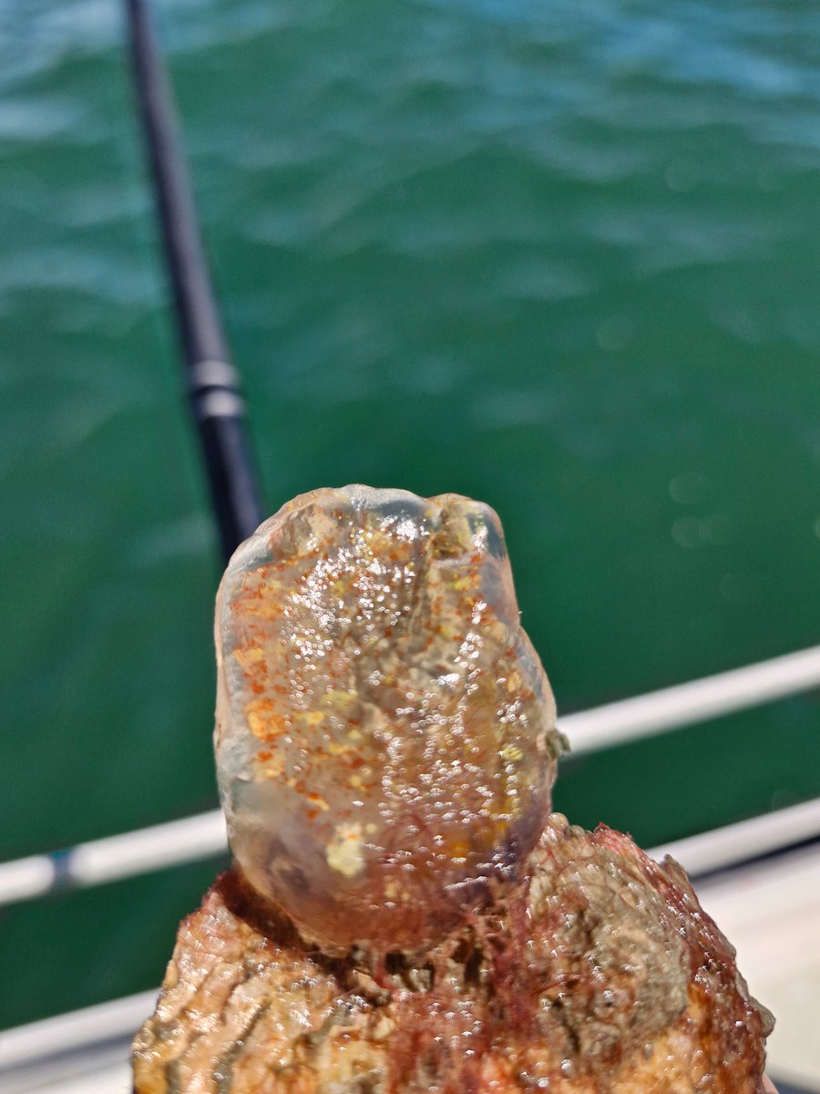 What is this transparent jelly-like thing?