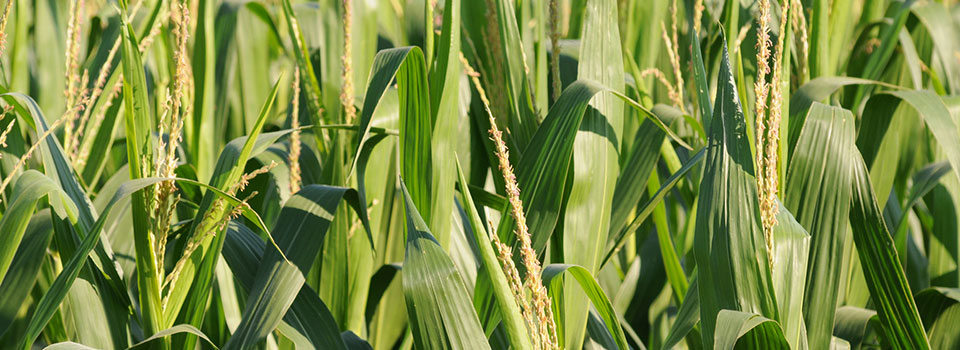 Tar spot confirmed in Kansas corn as of June 11. K-State’s Rodrigo Onofre urges early scouting and hybrid selection for 2026. ksre-learn.com/tar-spot-2025  #ksre #kansascorn
