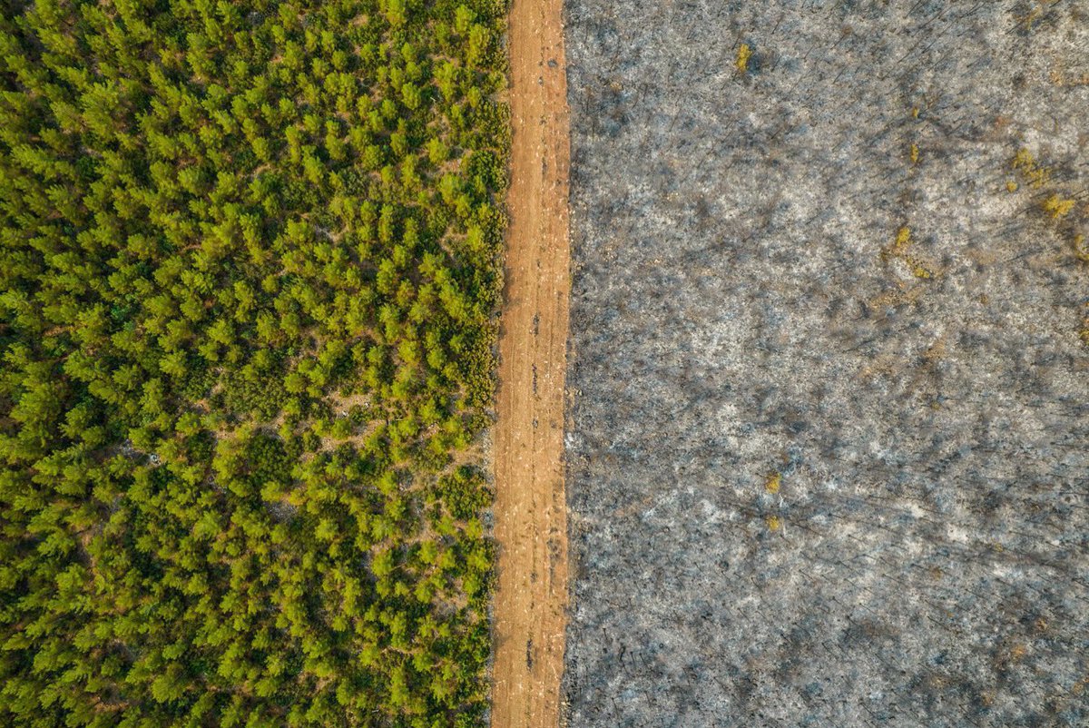 Size bir sır vereyim. Büyük orman yangınlarını durdurmanın tek yolu bu yangın şeridi. #izmiryanıyor