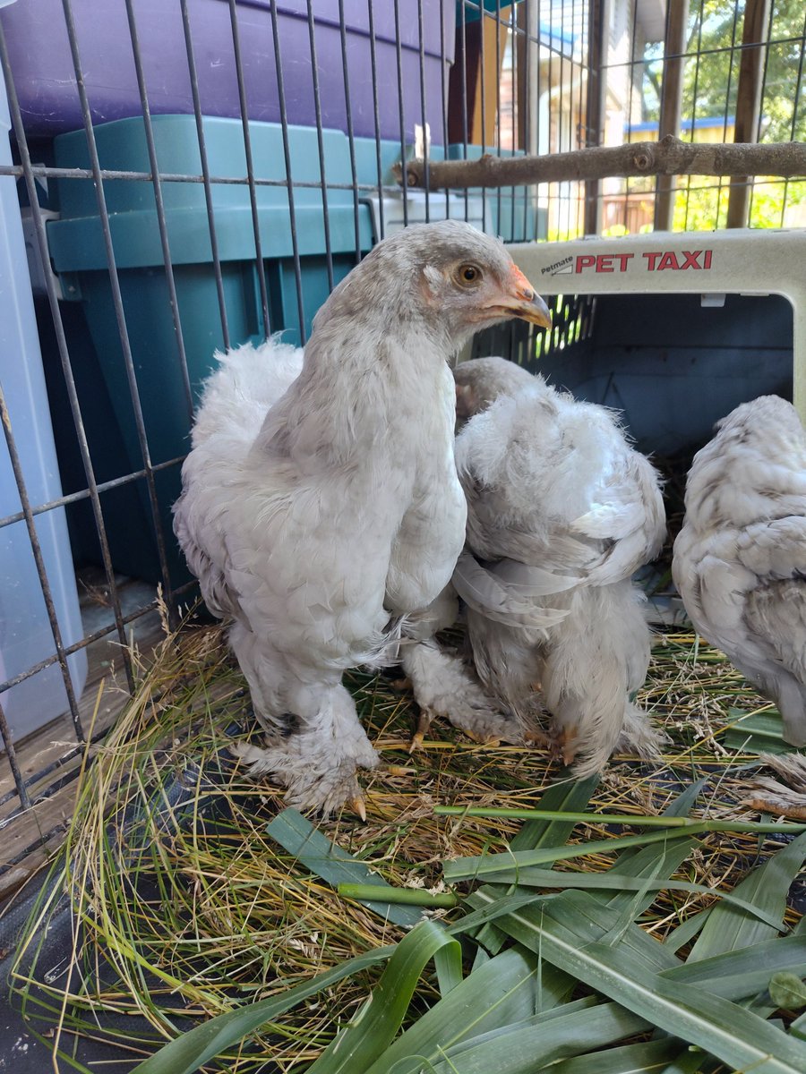 CJs_Chicks tweet media