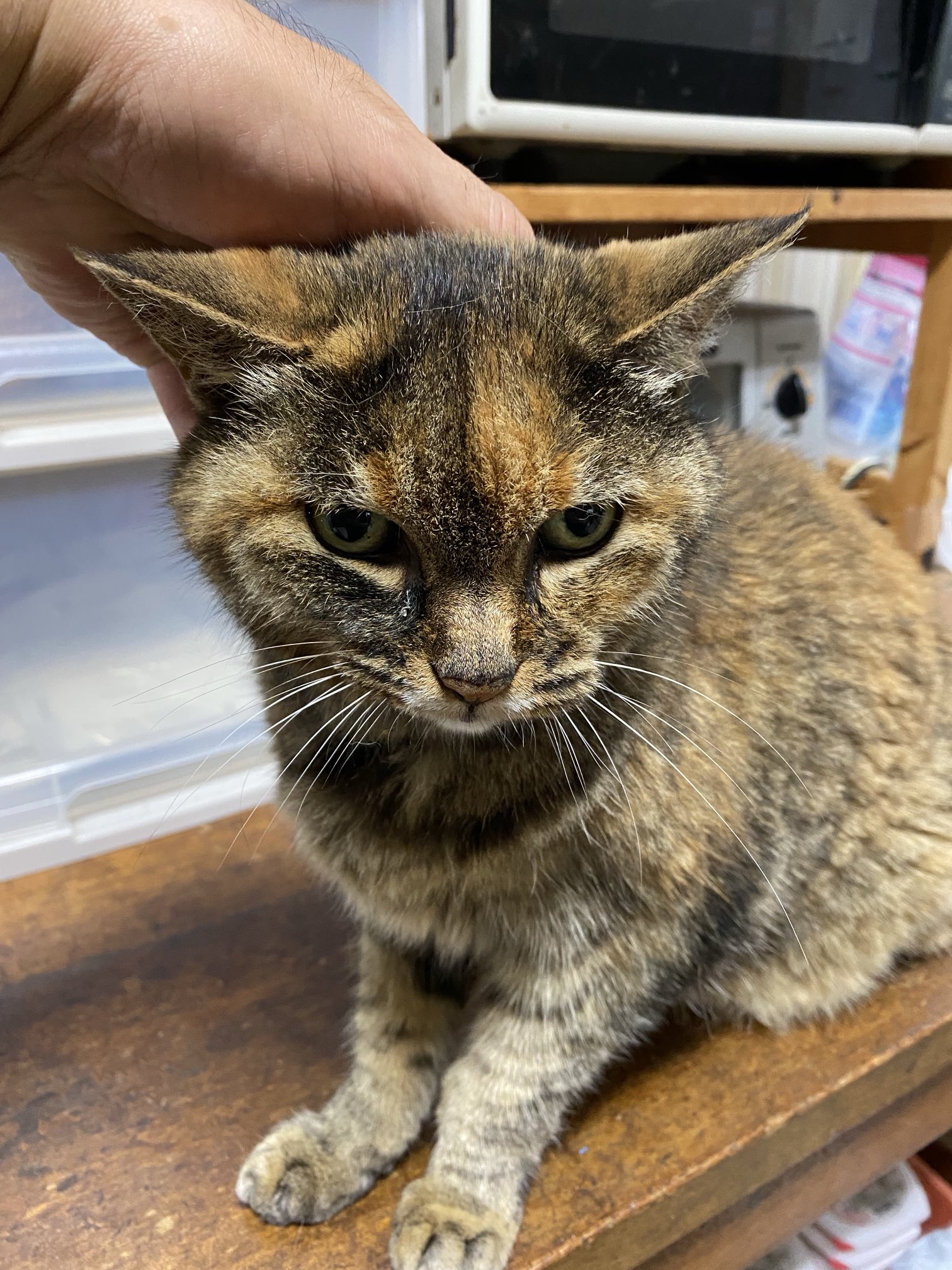 ねこ先輩 on X: 