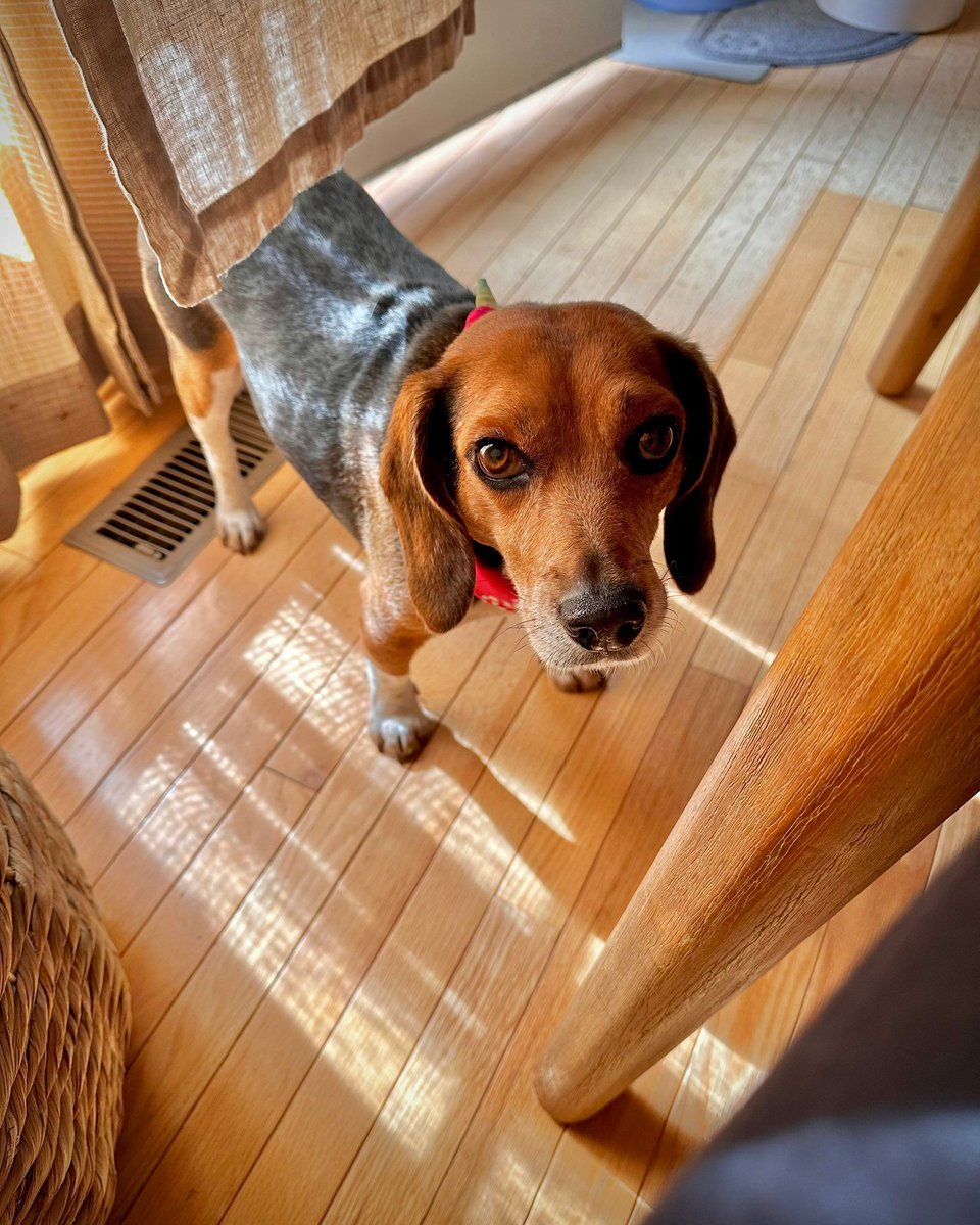Few factors cause the #beagle to materialize as rapidly as the crinkle of a snack wrapper. #beaglefacts

📷 <a href="/Apollo_TheBeag/">The Apollo</a> / Twitter