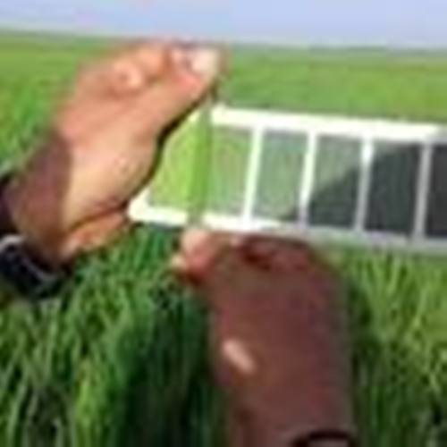 🌾 Obtención de nuevas variedades de arroz, prioridad de científicos de Estación de Granos de La Sierpe. radiosanctispiritus.cu/es/obtencion-d…