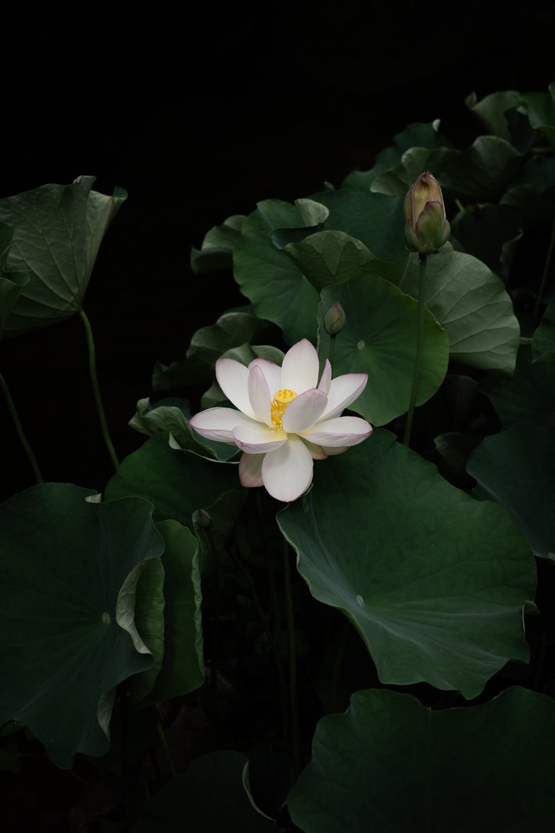 yurinokoichi's tweet image. 孫文蓮 - 長府庭園