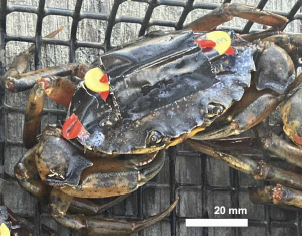 NBFurey's tweet image. New paper in Marine Ecology Progress Series!

Former MS student Emily Burke tracked green crab movements at fine-scales in a Maine estuary using acoustic telemetry!

int-res.com/abstracts/meps…

Funded by NOAA.

DM me for PDF

@unhresearch @Innovasea @UNHMarine @OceanTracking