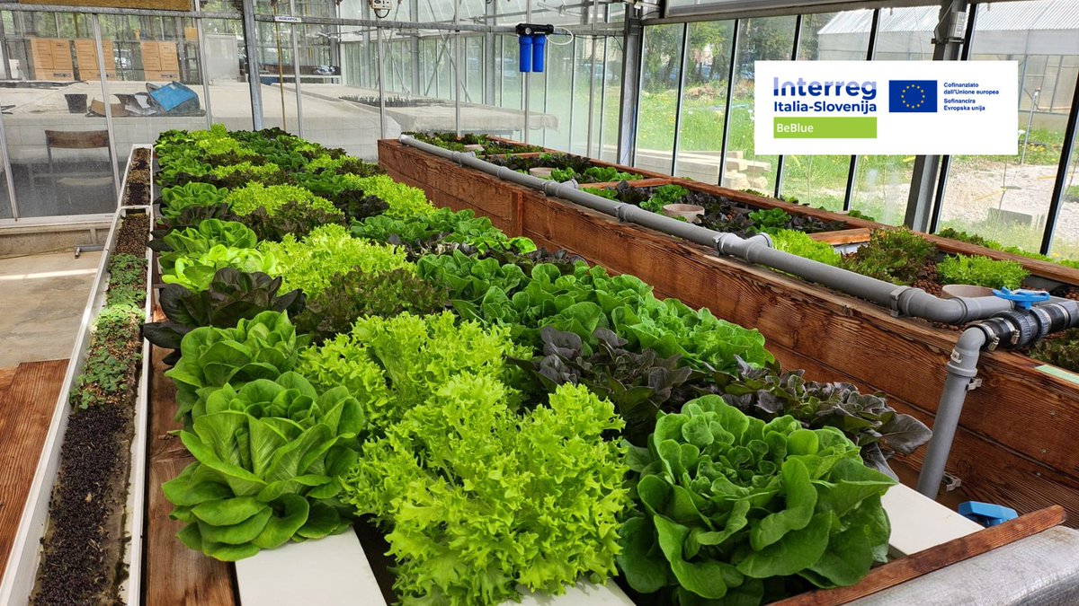 Progetto Interreg Italia-Slovenija "BeBlue"
Evento conclusivo su iscrizione.
Link per iscriversi nella news:
legacoop.veneto.it/evento-conclus…
#BeBlue #LegacoopVeneto #InterregItaSlo #acquaponica