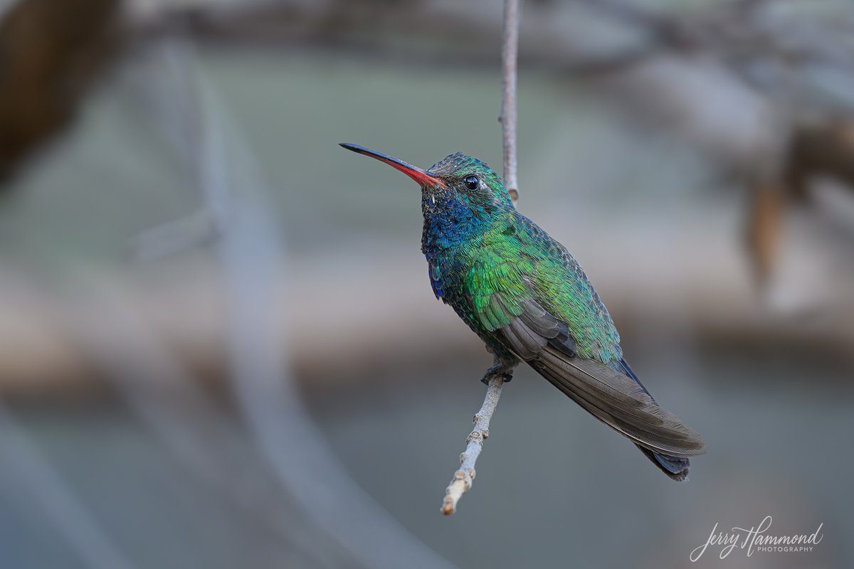 Here's the male sex of the Broad-billed Hummer I posted yesterday.