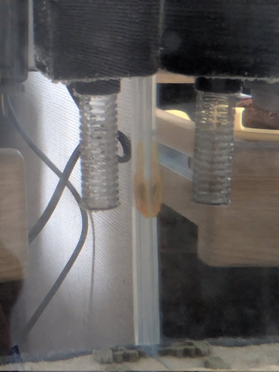 メェッサム tweet media