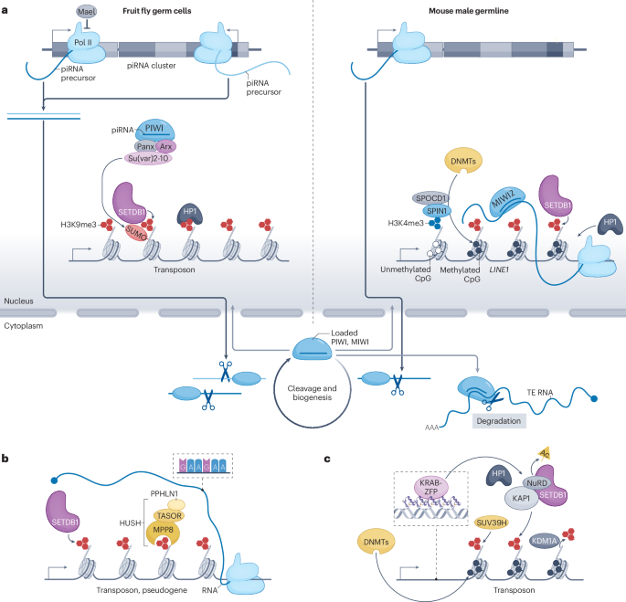 NatRevMCB's tweet image. New Online! Transcriptional and post-transcriptional regulation of transposable elements and their roles in development and disease bit.ly/4eDcpov