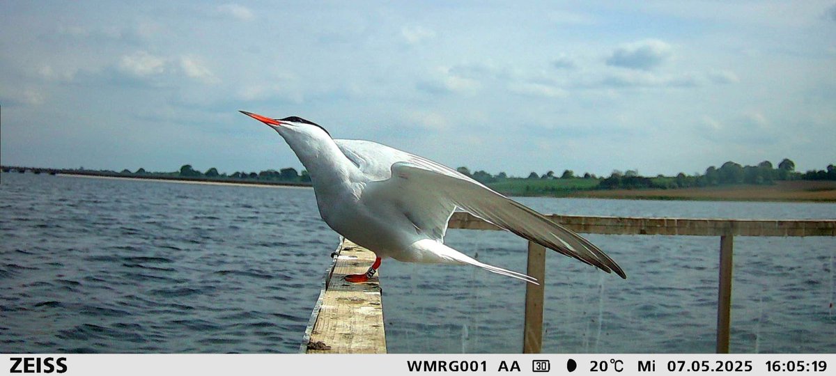RingersWm's tweet image. Each year we monitor @SthStaffsWater Tern rafts at Blithfield Reservoir using modified @ZEISSBirding trail cams. This season we’ve spotted A12 &amp;amp; A13 (ringed in 2021), 0A0 (2022), and two other from different sites &amp;amp; ringing groups. Incredible journeys, incredible returns 📸🦤