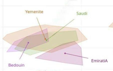 صورة من رسم بياني للاحواض الجينية الاوتوسومية من موقع
lab.illustrativedna.com
اعتمد الموقع على نتائج احياء ورفات
اليمن باللون البني الفاتح
السعودية الاخضر الفاتح
الامارات البنفسجي
البدو البنفسجي
ماذا تلاحظون؟