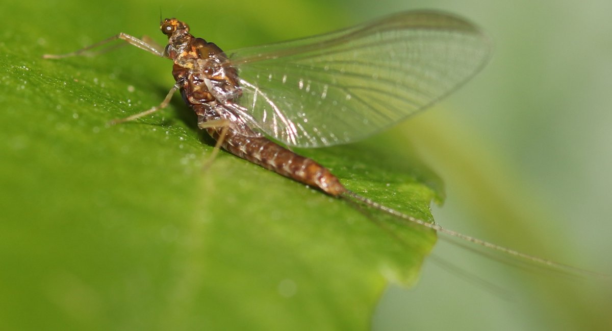 BSCG Scotland tweet media