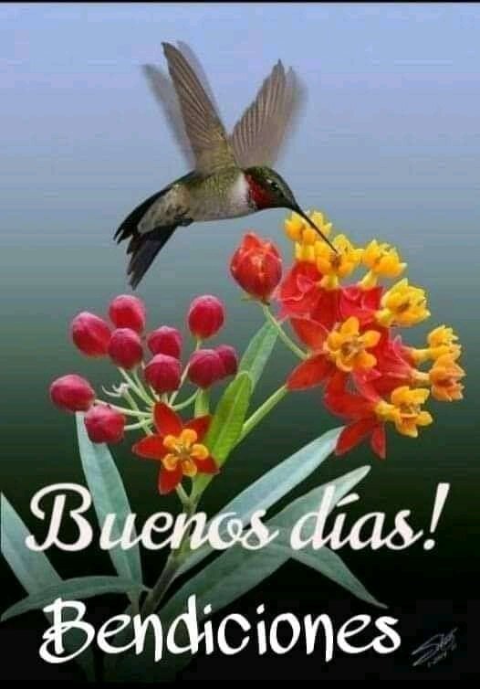 <a href="/LunaMndez16/">Luna Méndez</a> <a href="/OscarVega157335/">Oscar Vega</a> <a href="/Niurkaherrera75/">Niurka Herrera</a> <a href="/Vicente73977721/">Vicente Leal 🇨🇺🇨🇺🇨🇺🇨🇺🇨🇺🇨🇺</a> <a href="/MryRodrguez4/">Mary Rodríguez 🇨🇺</a> <a href="/LolaVid/">Lola Vidal💯x🇨🇺</a> <a href="/Latido_Izquierd/">Latido Izquierdo</a> <a href="/HojasDeVersos/">Hojas De Versos 🍀🌸</a> <a href="/ValoresTeam1/">Valores Team 🕊</a> <a href="/anelys_ramirez/">Anelys Ramírez González</a> <a href="/AlmaCamila1985/">Alma Camila</a> Luna, Lunera hermosa, mi saludo y buenos días, deseando la alegría no te deje de arropar y siempre con el verbo amar, el aroma del café, el vuelo del colibrí y un girasol sea tu guía.
♈🇨🇺
#ElAmorEsTodo