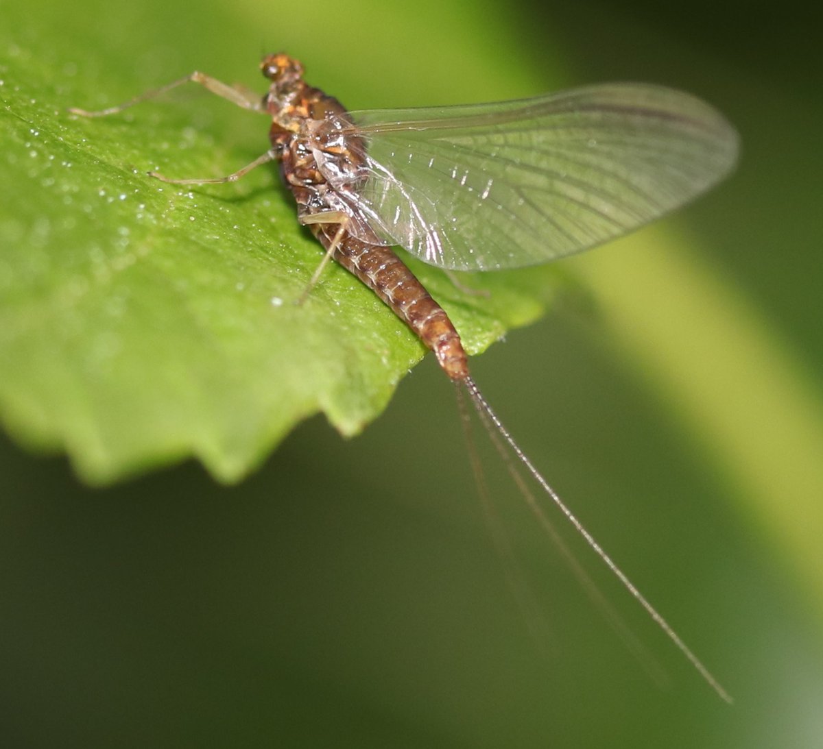 BSCG Scotland tweet media