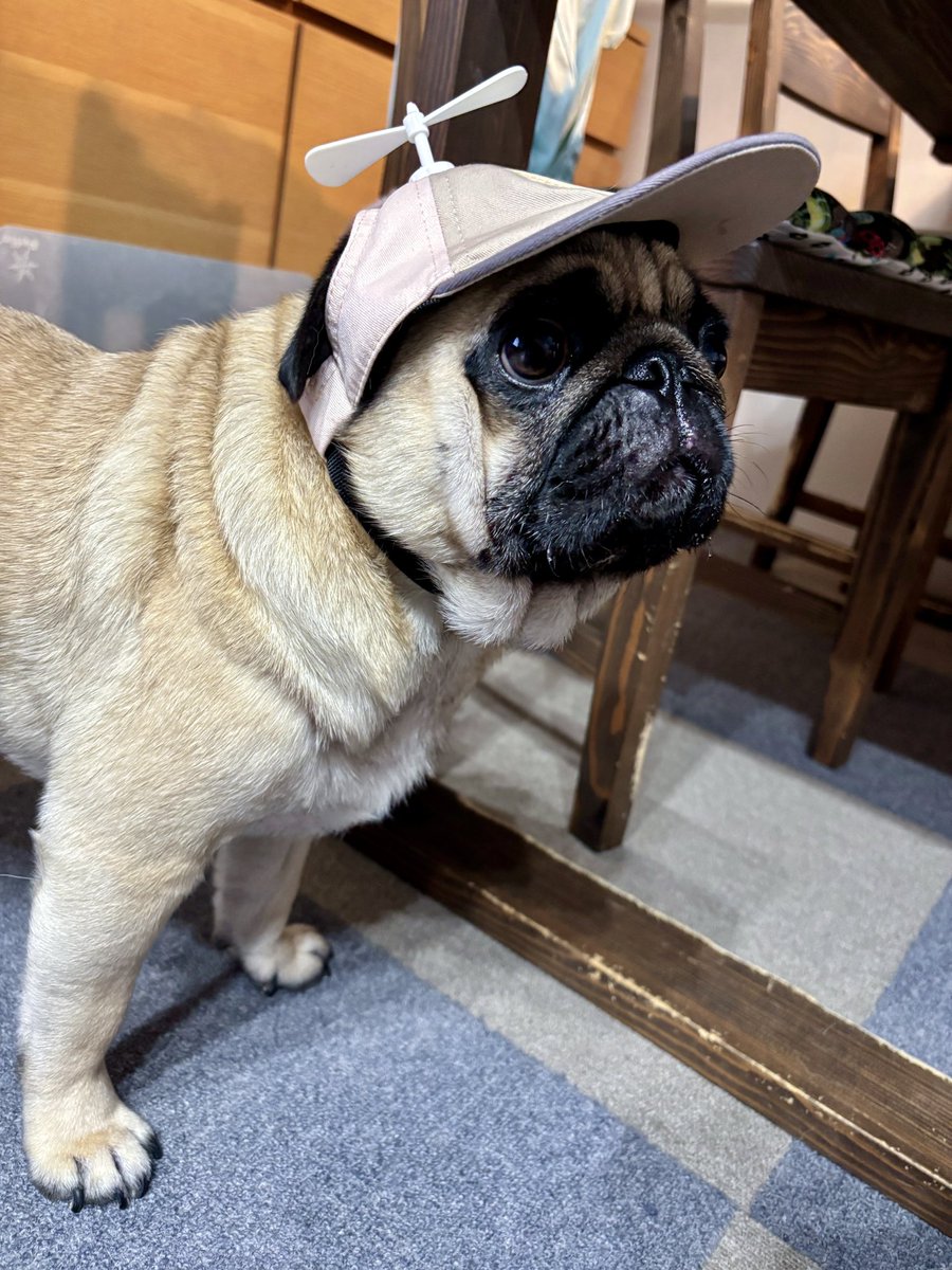 なんでそんなに似合うのー

#pug #パグ