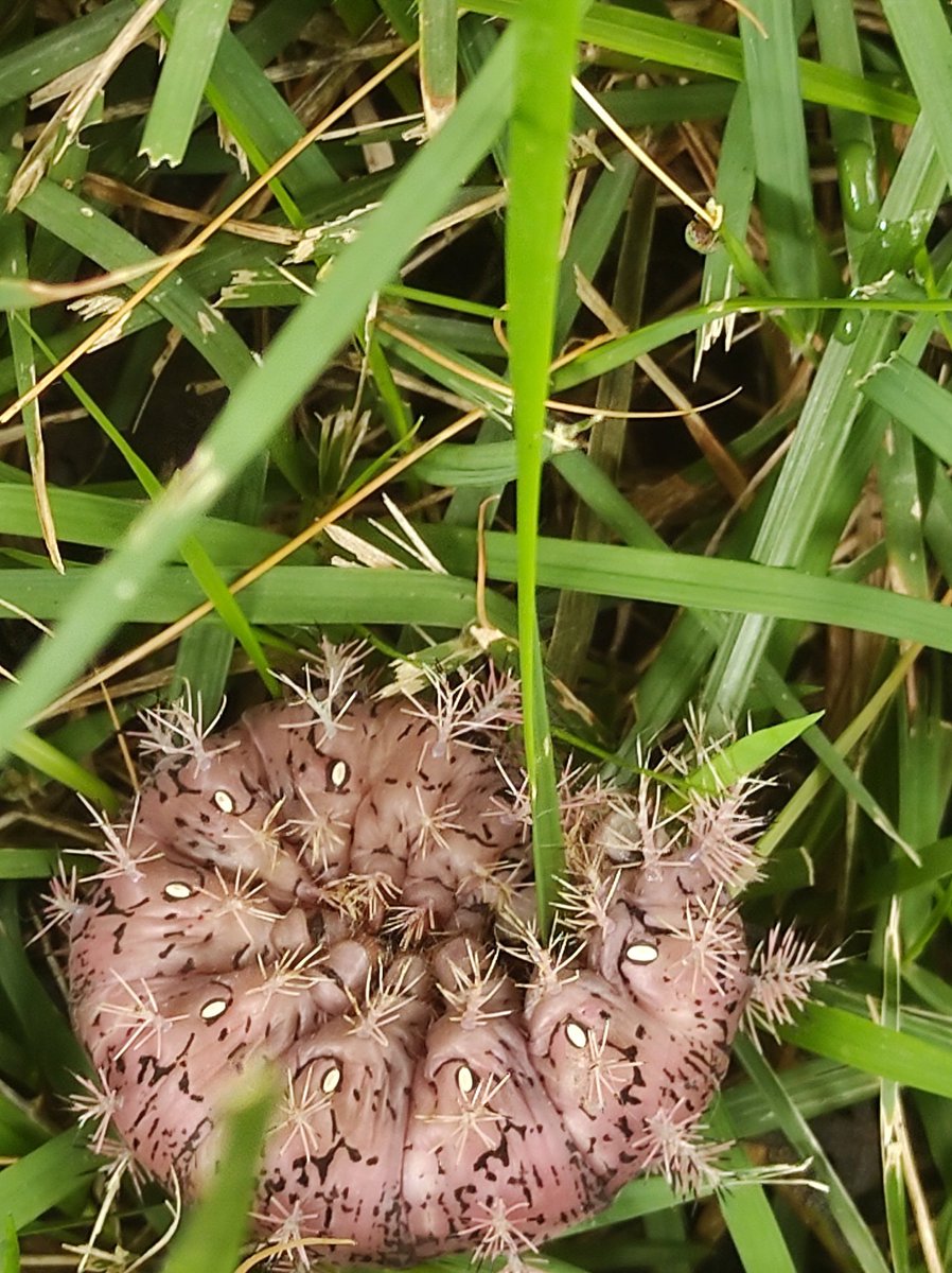 Buen día <a href="/MIZAUCV/">MIZA-UCV</a> encontramos está oruga en una oficina en la Ciudad Universitaria. ¿Nos ayudan a identificarla? La sacamos al jardín y la dejamos cerca de un árbol