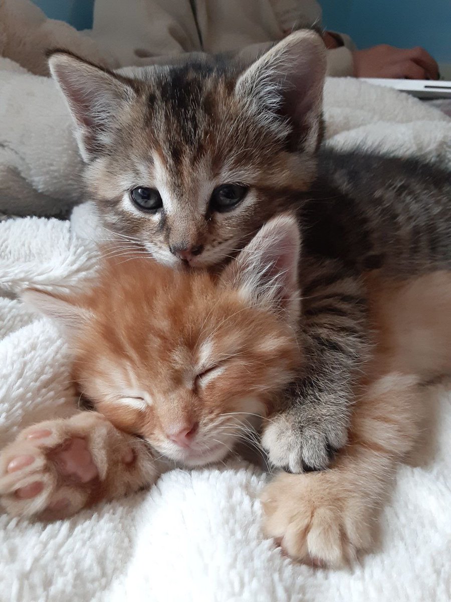 Kitty archives ♡ (@puppierz) on Twitter photo 