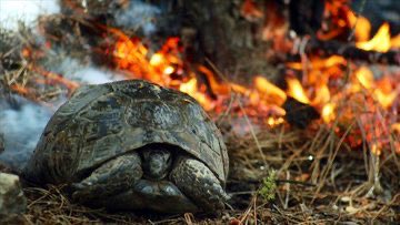 Yiten onca masum canlar , yok olan ekosistem ve yitip giden geleceğimiz.
#Yangın
#izmiryanıyor