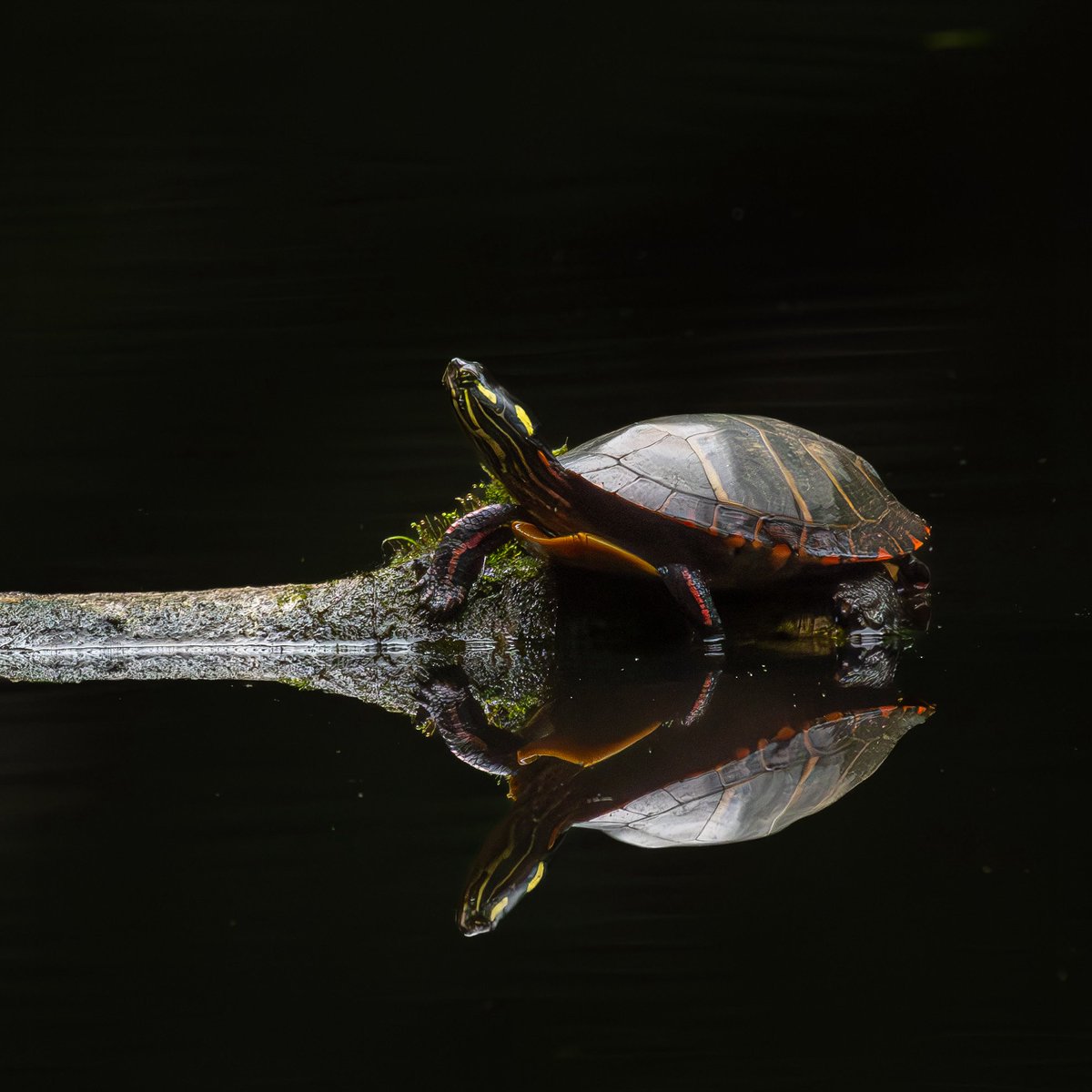 JamesFalletti's tweet photo. Eastern Painted Turtle (Chrysemys picta picta)

📌 Bergen County, NJ 
📸 Nikon D500 | 200-500mm 
🗓️ June 15, 2025 

#WildlifePhotography #Nikon #NatureLovers #WildlifeConservation #NaturePhotography #paintedturtle #chrysemyspicta #jamesfalletti #reptiles #herpetology #turtles https://t.co/5ZypbpBWIQ