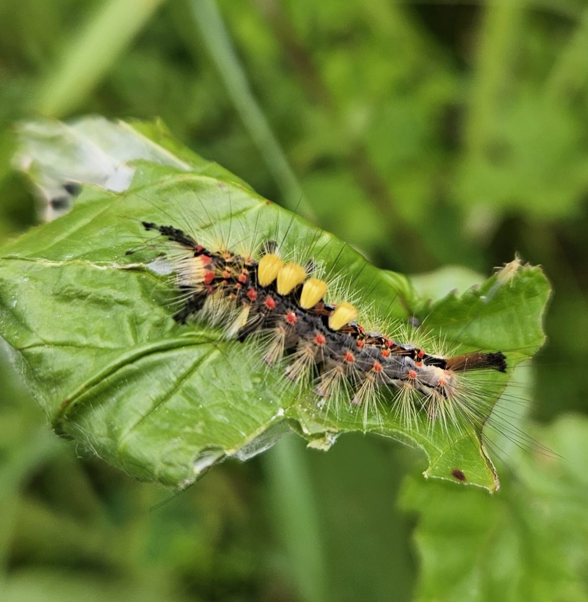 Is that a sweetcorn mohawk?! 🌽

This curious critter is a vapourer moth caterpillar. It gets its name from the pheromones that male moths follow to find freshly emerged females 👃

What weird and wonderful creatures have you spotted this #30DaysWild?