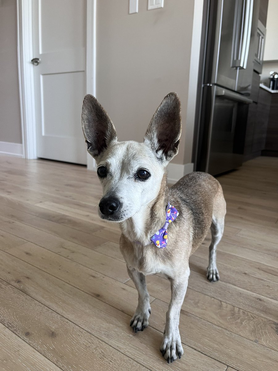 MilenaAlmagro's tweet image. Meet Rabbit 🐶❤️
Adopted 13 yrs ago, found as a stray in Mississippi. Now I’m fostering her through @PAWSChicago & helping her find her furrever home
Despite her age, she’s active, loving & still full of life
DM if you or someone you know can give her the love she deserves.