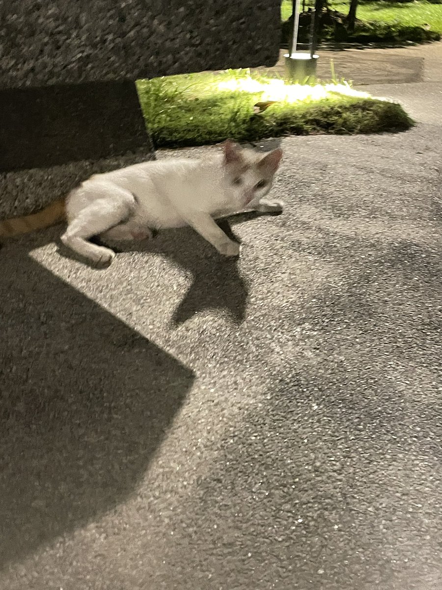 📌Riverville Residence, Old Klang Road (around playground area, very easy to spot this poor fella)

• Male stray cat
• Presumably less than a year old
• Thin bcs no one feeds 
• Is very manja, desperately needs a home/shelter, not able to survive without consistent feeding
